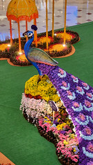 Deepavali Peacock