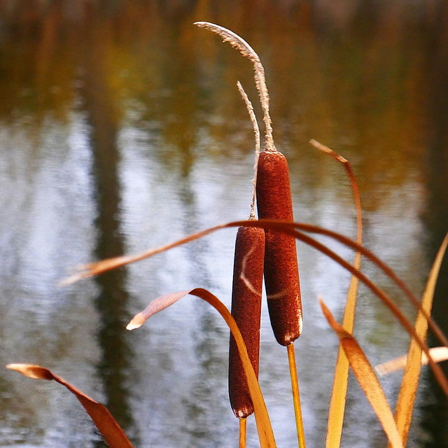October pond