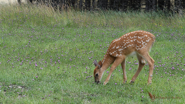 White-tailed deer - Cerf de Virginie - Ciervo de Virginia - Odocoileus virginianus
