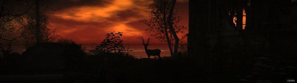 Stag at Sunset