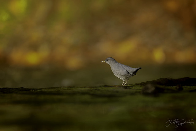 They are back - American Dipper