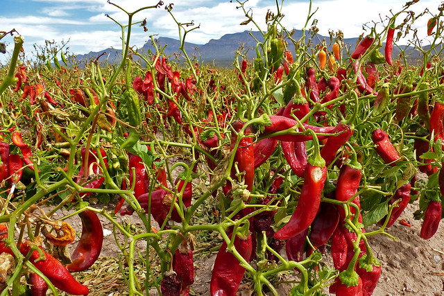 Chile or chili pepper.  New Mexico, USA.