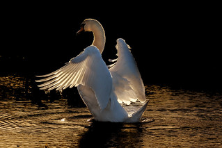Mute swan in low sunlight