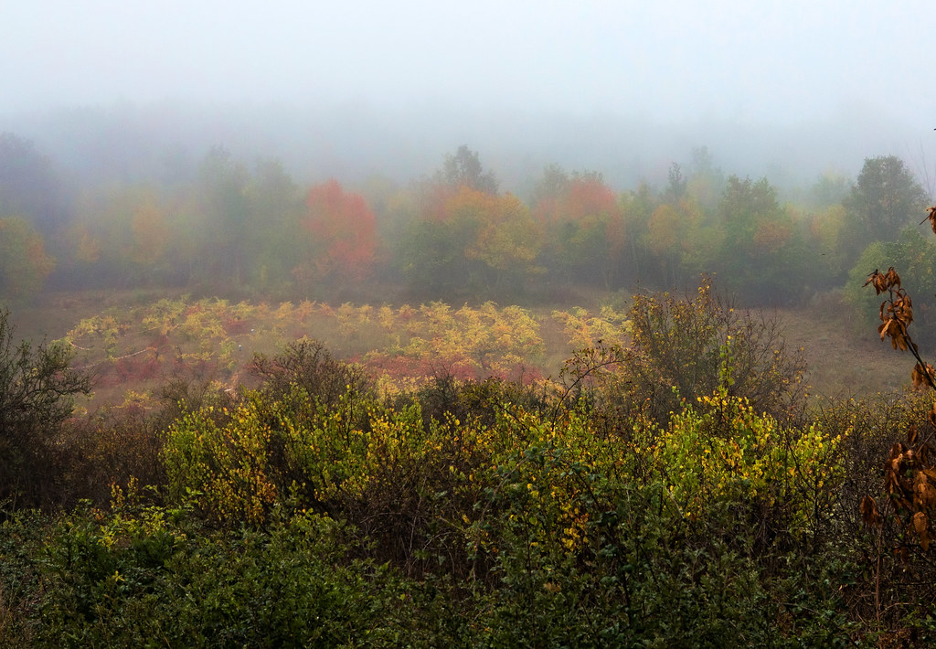 Nieblas de Otoño - Autumn mists.