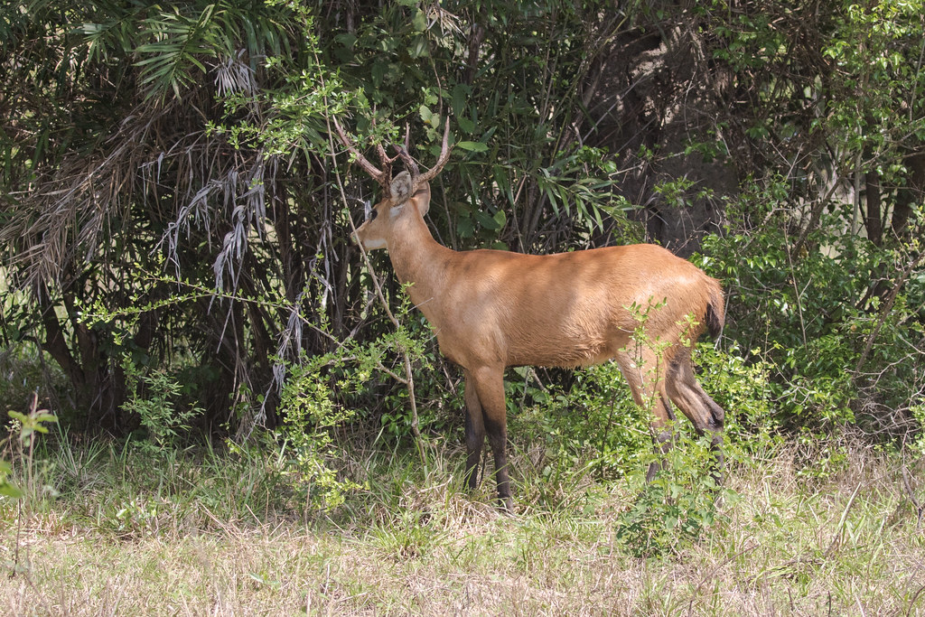 9K0A5905 Marsh Deer, Blastocerus dichtomus.