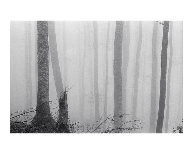 The Silence of the Fog