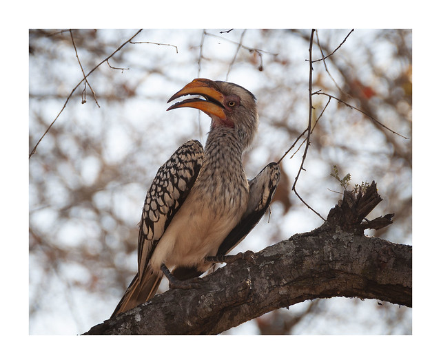 Yellow Hornbill | Kruger National Park