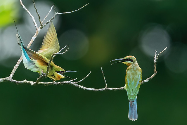 Blue-tailed Bee-eaters