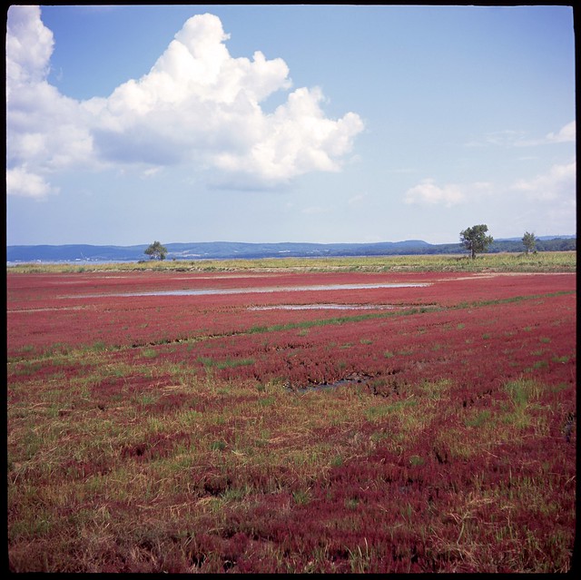 Common glasswort around Lake Notoro,Abashiri city,Hokkaido 2021/09 No.8(taken by film camera).