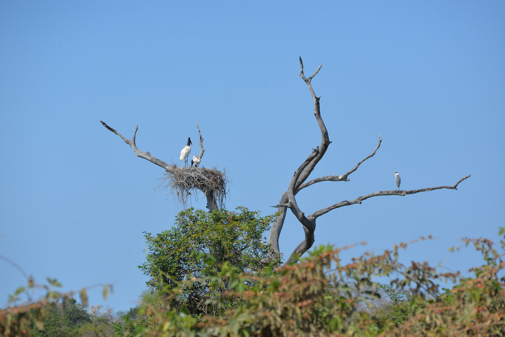Jabiru Storks on a Nest, Blue Heron on the Side