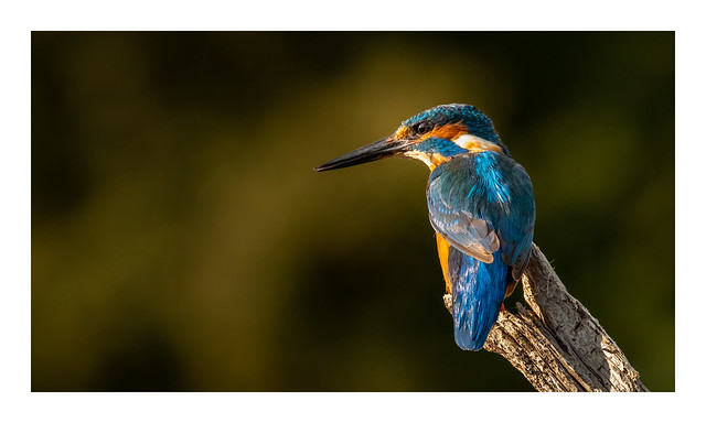 Kingfisher (male)