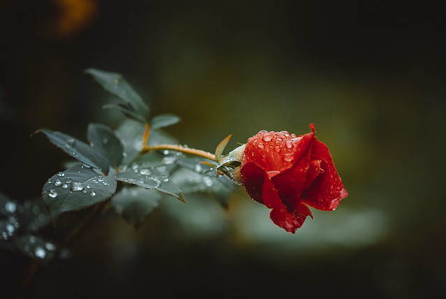 drops and a rose