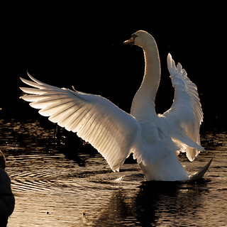 Mute swan in low sunlight