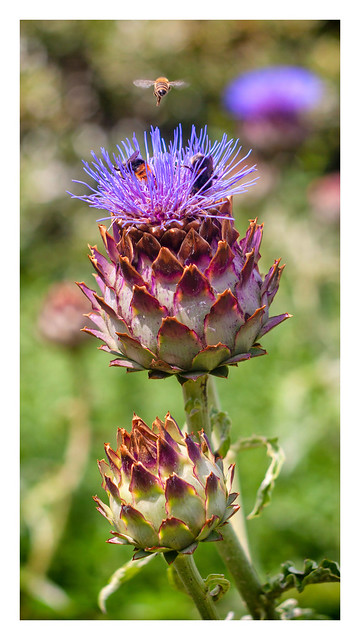 Cynara Plant with wasp caught in midflight.