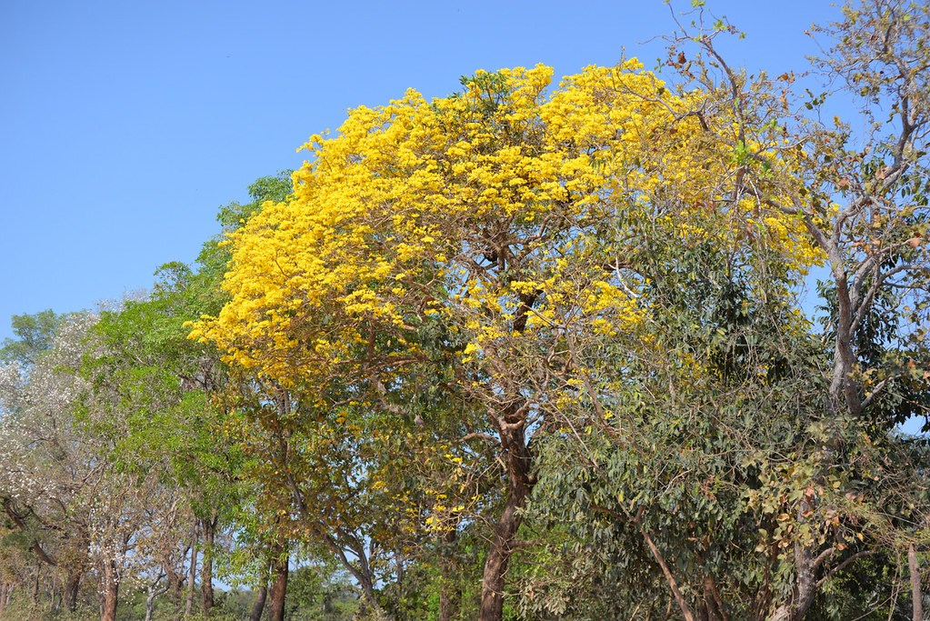 Tabebuia Tree