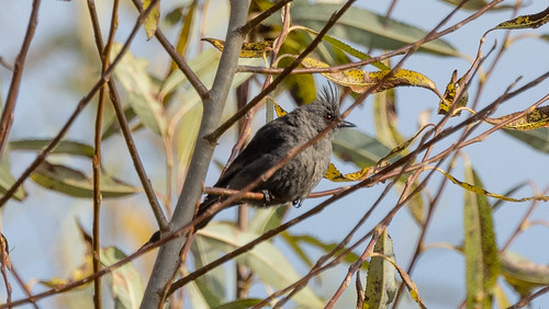 Phainopepla