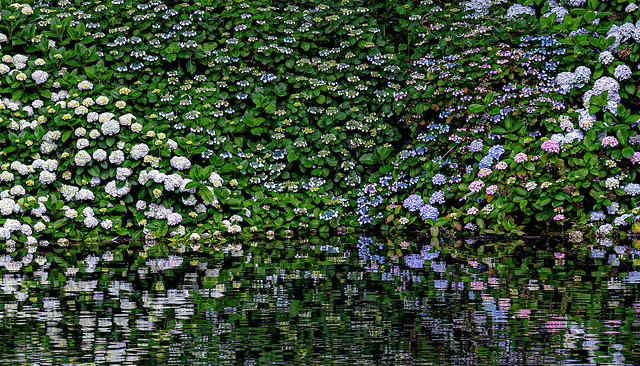 Reflected Flowers