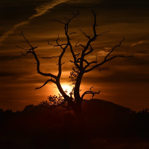 tree sunset norfolk happy halloween nikon d850 400mm f28 landscape
