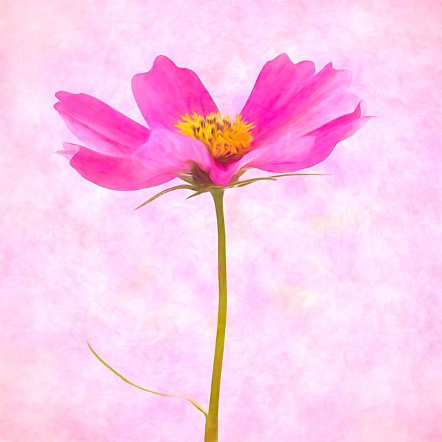 Cosmos with Texture 2