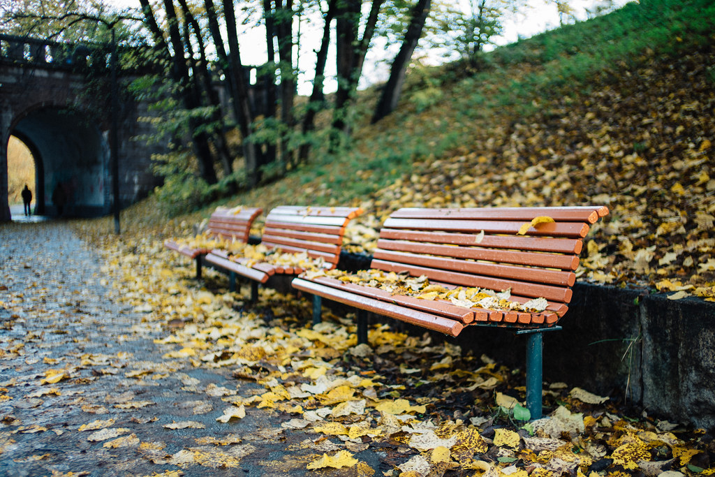 Autumn leaves on the bench