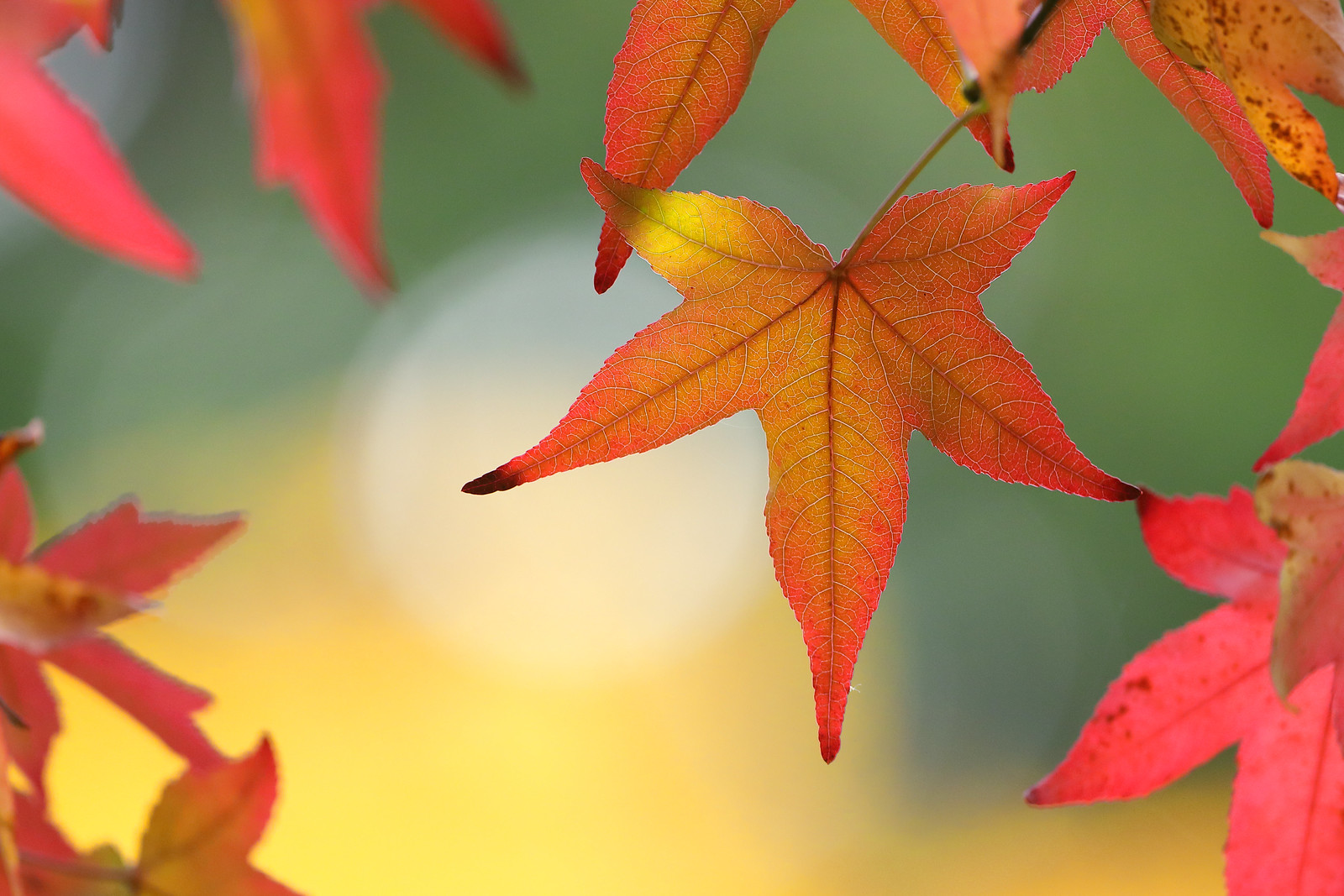Japanese Maple Leaves in Autumn