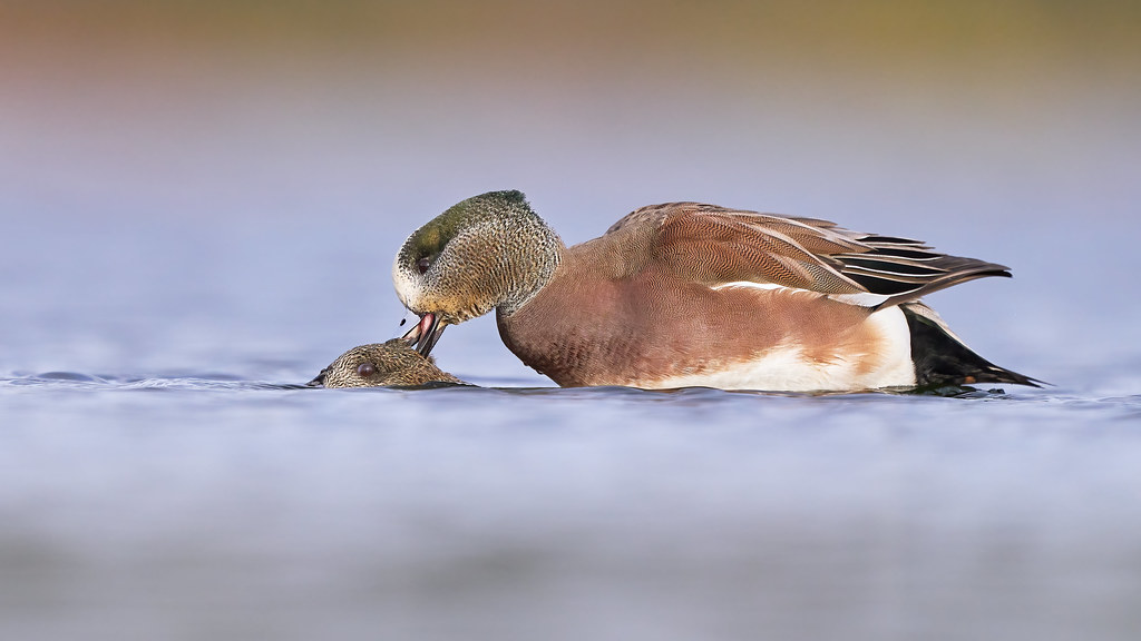 Love is in the air - American Wigeon