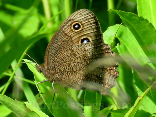 common wood-nymph