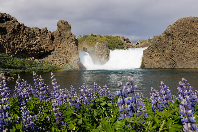 Hjálparfoss rainbows and Lupine || Iceland {Explore 194, 2022/10/30}