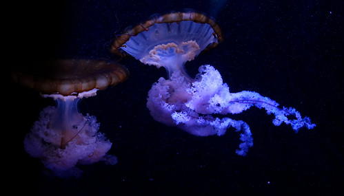 Jellyfish 07
