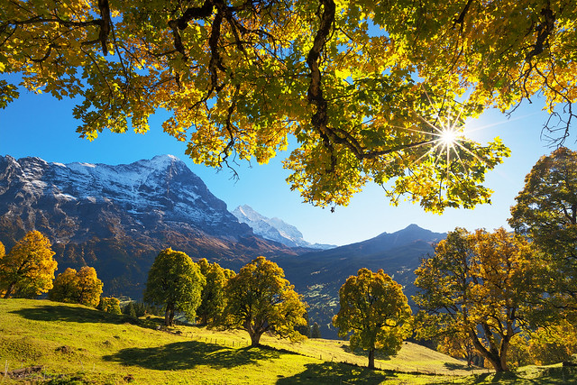 Foliage - Grindelwald