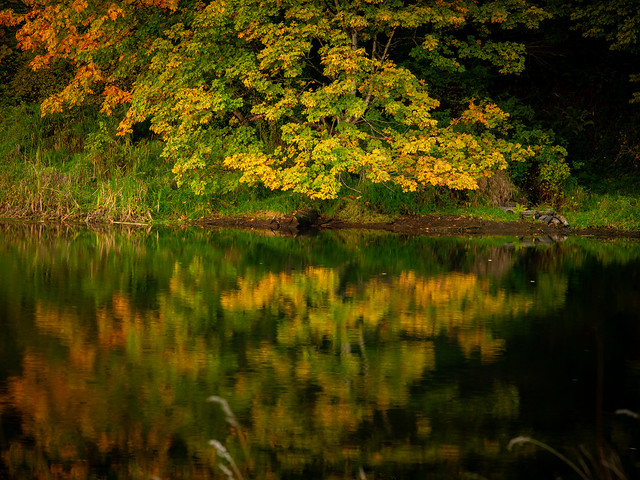 Fall Color Reflected in Capital Lake
