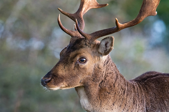Fallow deer (damhert)