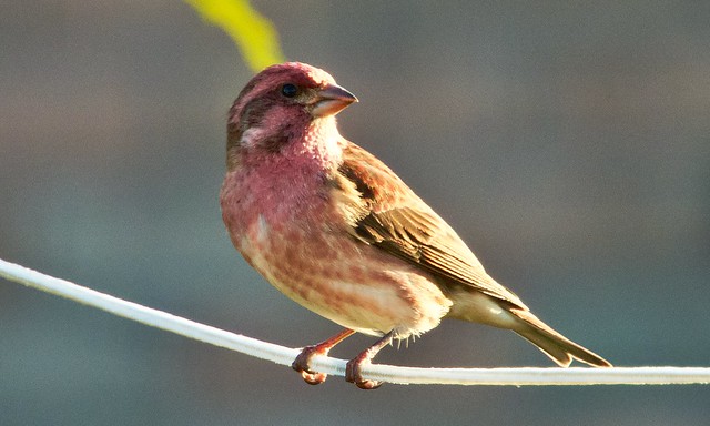 Male Purple Finch On A wire