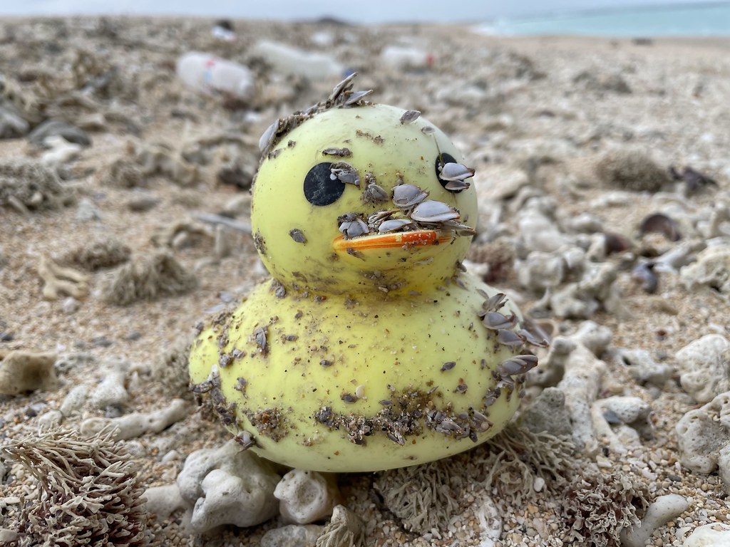 黃色小鴨上的鵝頸藤壺。圖片來源：胡介申