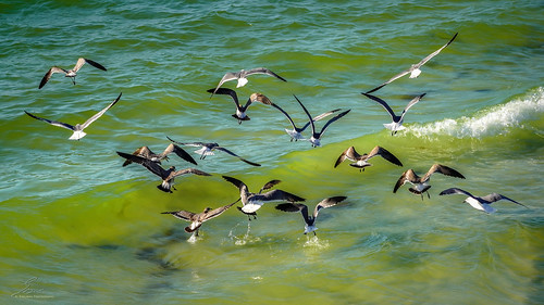 seagull gulls swarm flock waves birds a6400