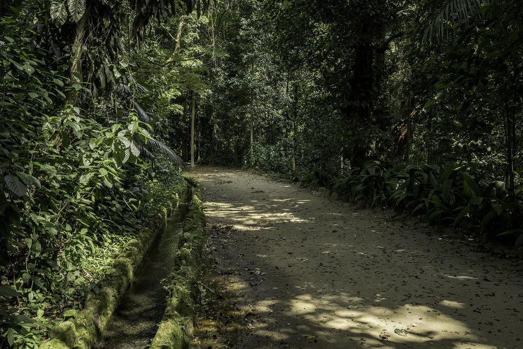 Atlantic rainforest - Rio Botanic Gardens, Rio de Janeiro, Brazil-2