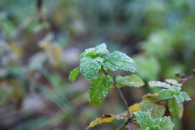 frost on mint leaves