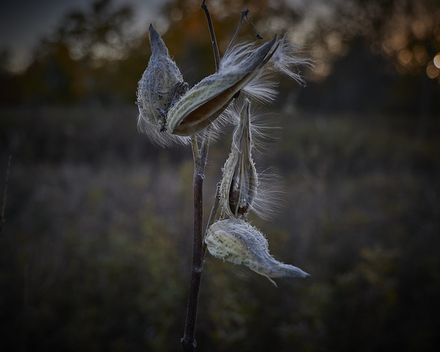 milkweed, just before sundown, 10-22-22 6