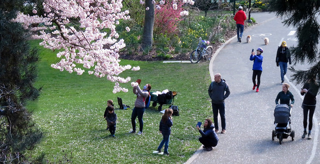 no one can resist taking a photo of the big cherry trees in full blossom
