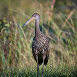 Limpkin standing in the marsh at Powell Creek Preserve, North Fort Myers, Florida Limpkin standing in the marsh at Powell Creek Preserve, North Fort Myers, Florida