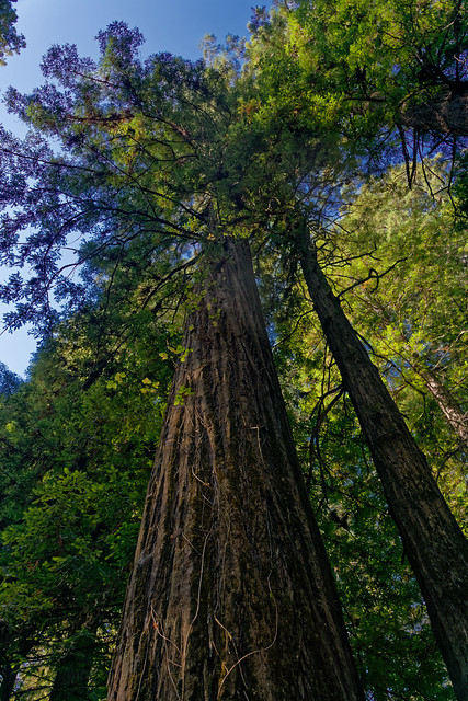 Exploration of Humboldt Redwoods State Park