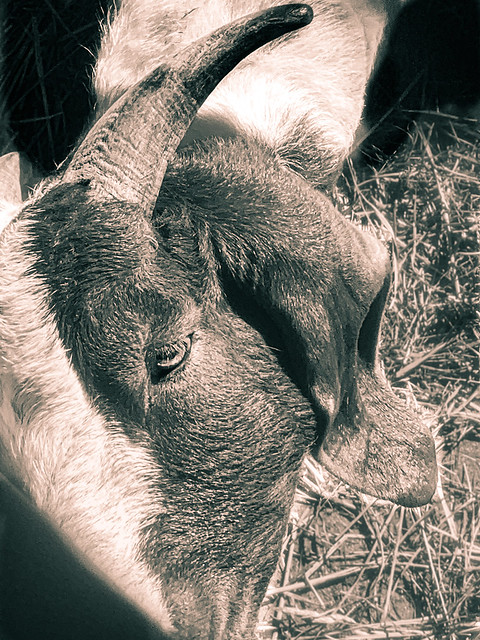 Picasso’s Goat, Maple Farms, Ambler, Pennsylvania