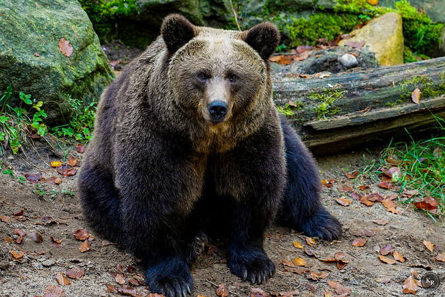 Braunbär / Brown Bear