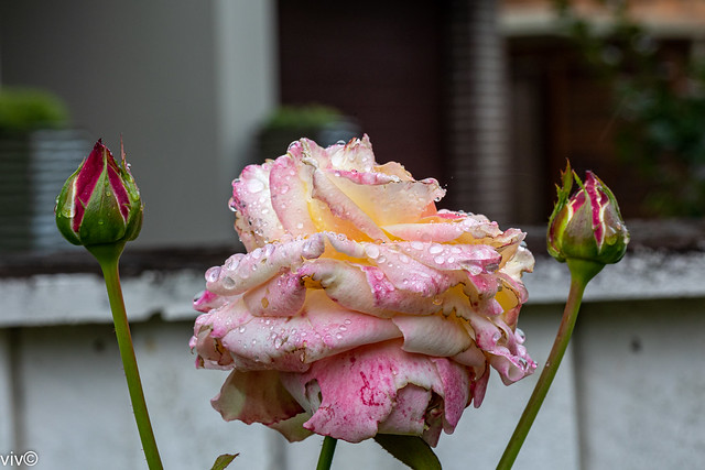 On a sunny summer morning, a beautiful rain drenched Kordes Eleganza Athene Rose in full bloom at our garden