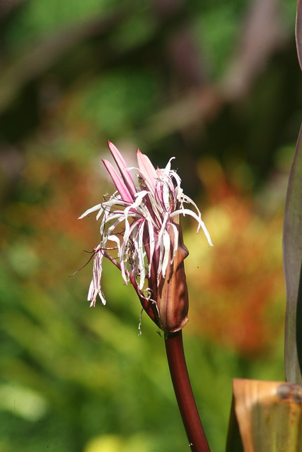 Hawaiian Spider Flower / Plant