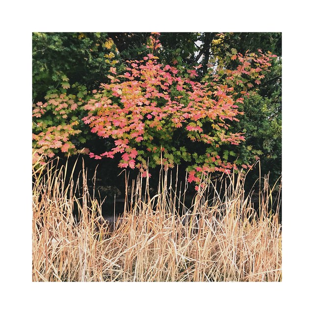 Maple and Cattails
