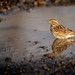 Savannah sparrow finley