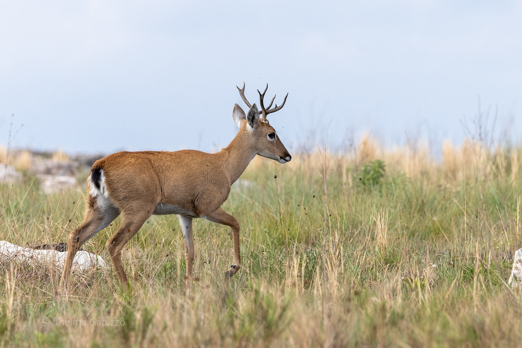 Pampas Deer (Male)