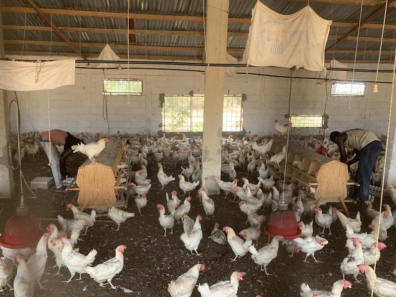 Poultry production in Senegal (photo credit: ILRI/Pape Faye)