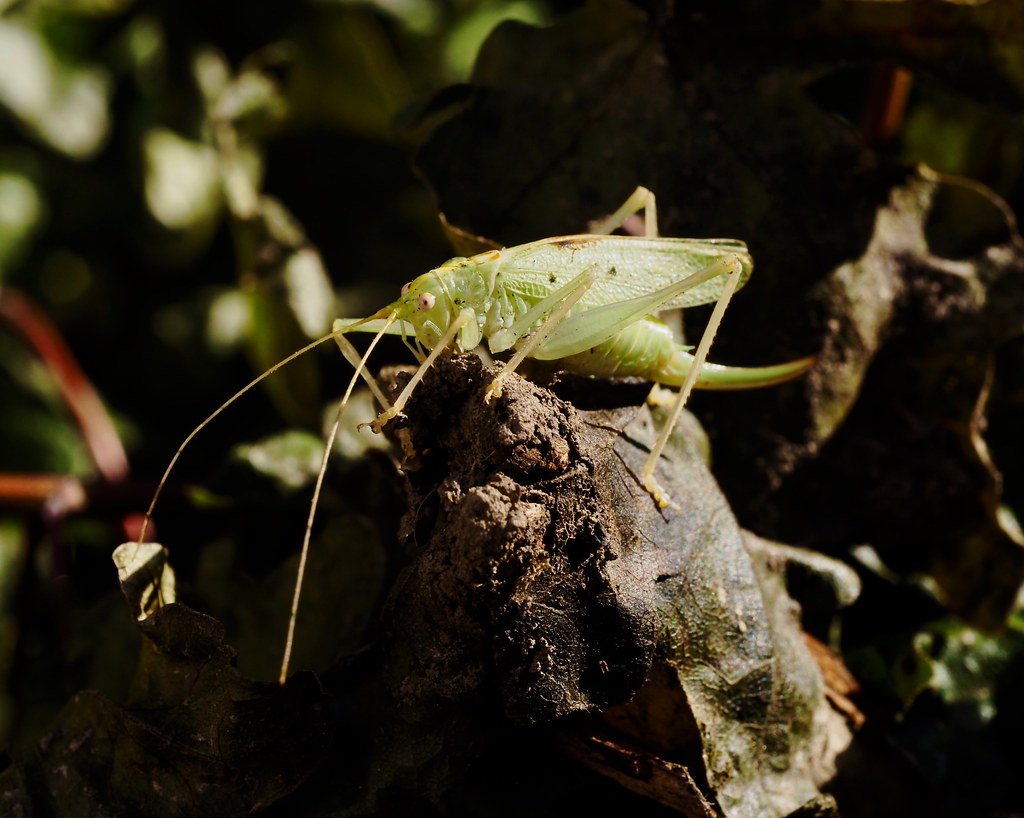 Oak-bush Cricket (female)